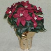Christmas - Red Poinsettia