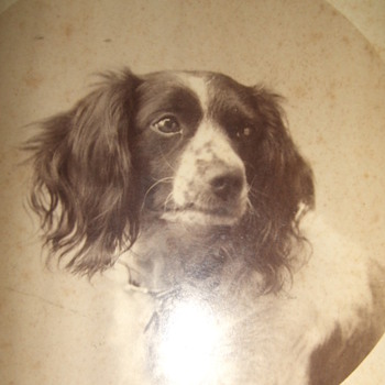 Cabinet card of a dog