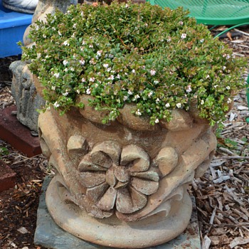 The heaviest planter i've ever owned and my favorite tree.