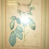 P.J. Redoute print