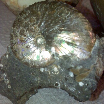  fossil 's 