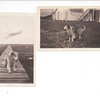 Teddy - Dog of Wallops Island Va 1927
