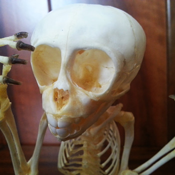 Macaca fascicularis - Animals