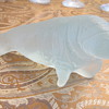 Manatee Love