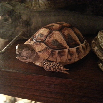 Mummified desert tortoise - Animals