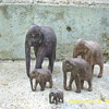 A herd of elephants