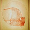 Indian Art - Bison