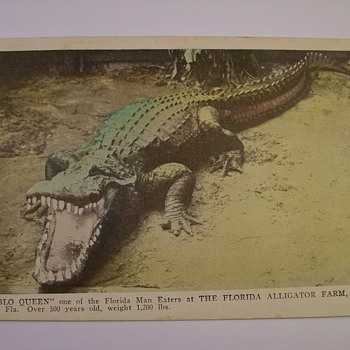 1920's Alligator Farm Of Jacksonville Florida "Tourist Postcards"