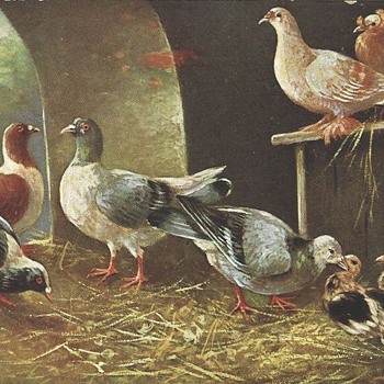 PIGEON POSTCARD MYSTERY MARK & MESSAGE - Postcards