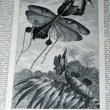 Finding interesting illustrations to frame and hang from old german newspapers - Paper