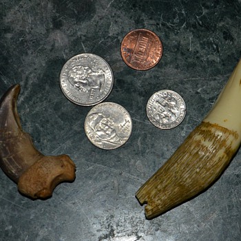 Large Bear Claw and Tooth - Animals