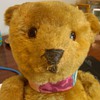 What kind a bear might this be?