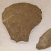 Arrowheads 
