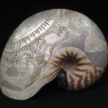 Rare engraved nautilis shell - Victorian Era
