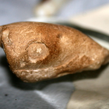 A Kansas Fossilized Fish or Crawdaddy? - Animals