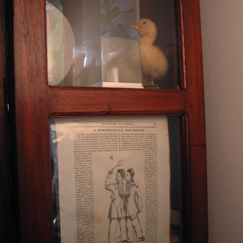Siamese Twins article