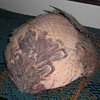 Old feather hat