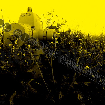 Yellow Fire Hydrant Surrounded by Flowers and weeds Fine Art Giclee Print 11x17 - Photographs