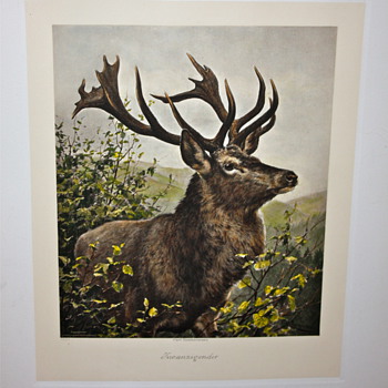 Carl Zimmermann Zwanzigender (Twenty Pointer) Photogravure - Photographs