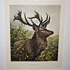 Carl Zimmermann Zwanzigender (Twenty Pointer) Photogravure