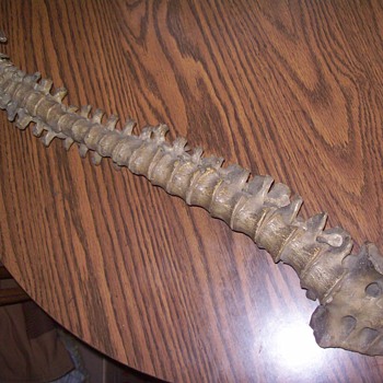 Medical backbone