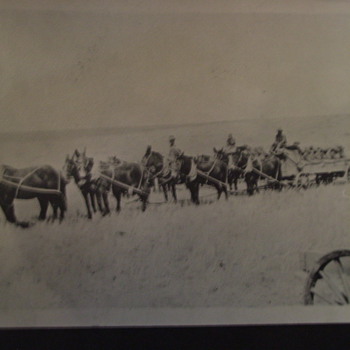 Wheat Farming the old fashioned way - Photographs