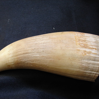 Several Whales Teeth? - Animals