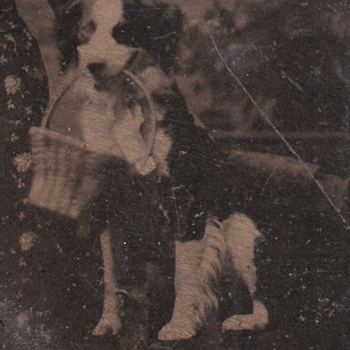 Tintype Dog with a Basket Studio Prop or Good Dog!