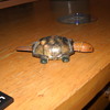 Tin Turtle
