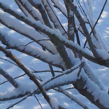 not antique, vintage OR collectible...just fresh snow - Photographs