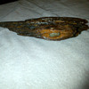 Bullet lodged in wood from Bentoville Battle in North Carolina