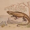 TWO AUSTRALIAN LIZARDS - M. DAVIDSON