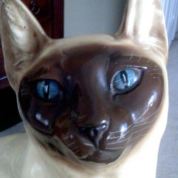 Big Siamese cat