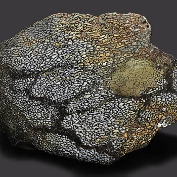 Fossilized Pliosaur Humerus Bone with Pyrite Displacement - Animals