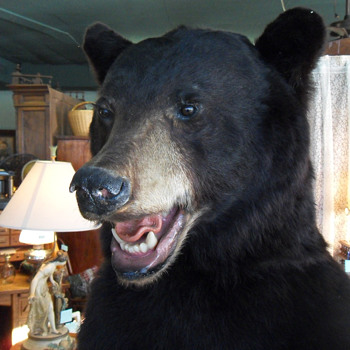 Black Bear