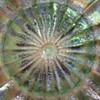 Northwood carnival glass