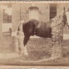 Circus Sideshow Trick Horses Frank Wendt c. 1900 Jim Linderman collection