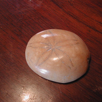 Fossil echinoidea - Animals