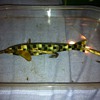 Old lure I cant find info on. Plastic or Bakelite?