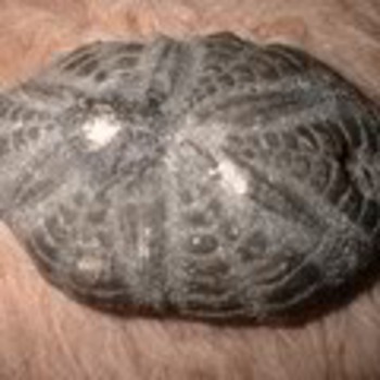 my 6 petaled sea urchin fossil - Animals