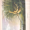 Audubon Prints