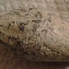 Roman Legion Sling Bullet 