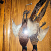 antique pheasant feather picture