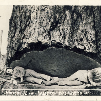 Fir chopping in Washington