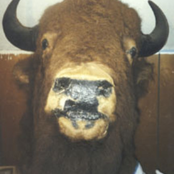 bill cody's buffalo? - Native American