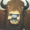 bill cody's buffalo?