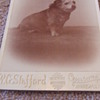 Cabinet card of an overweight dog