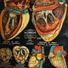 Heart Anatomy - 1890s
