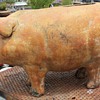 Very large pottery pig planter
