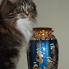 Cats and glass Series 3 Finis
